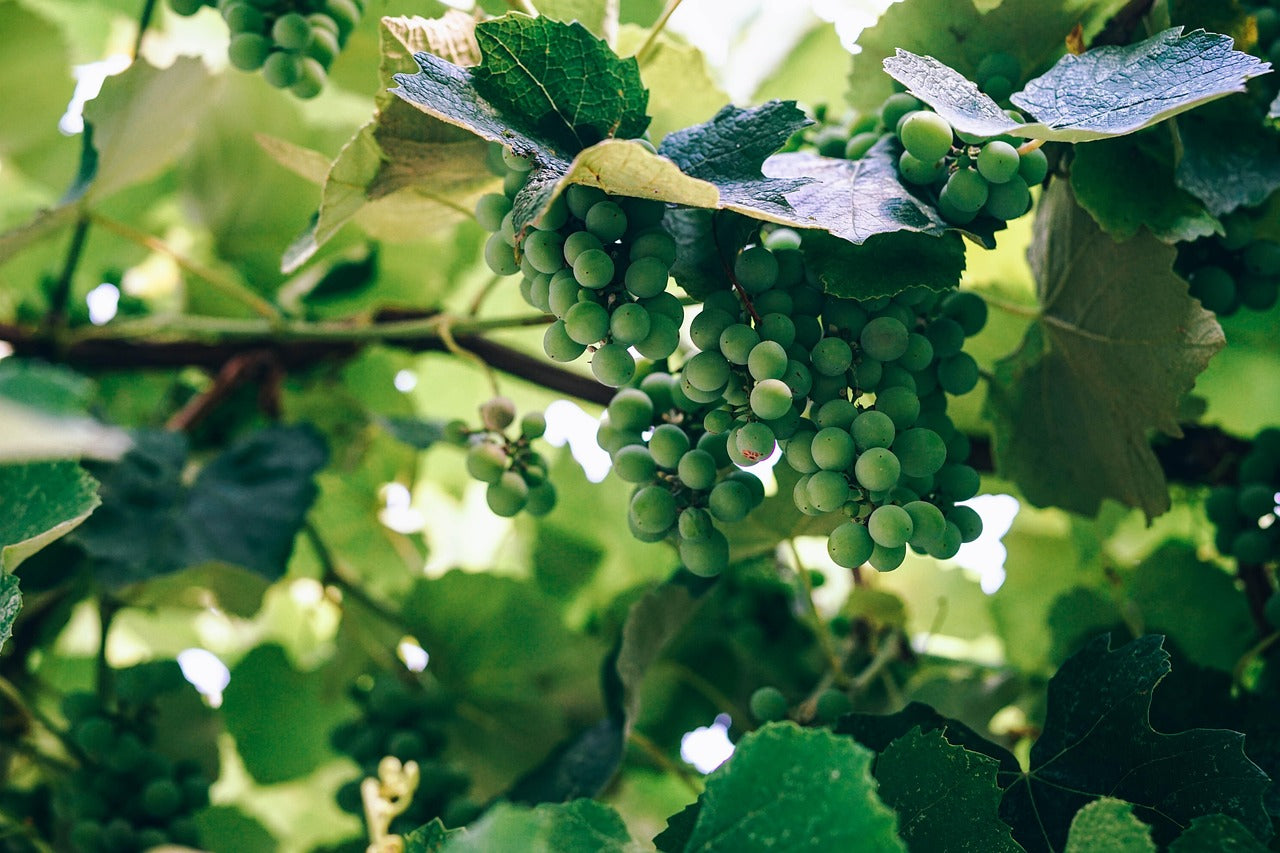 Summer Wines